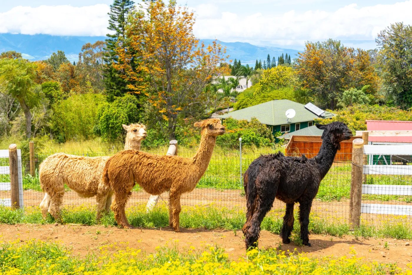 🐑 지구의 꿈 카쿠야마 농장 - 톤덴 팜 이미지 6